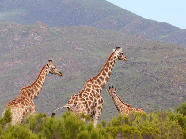 Southern Giraffe